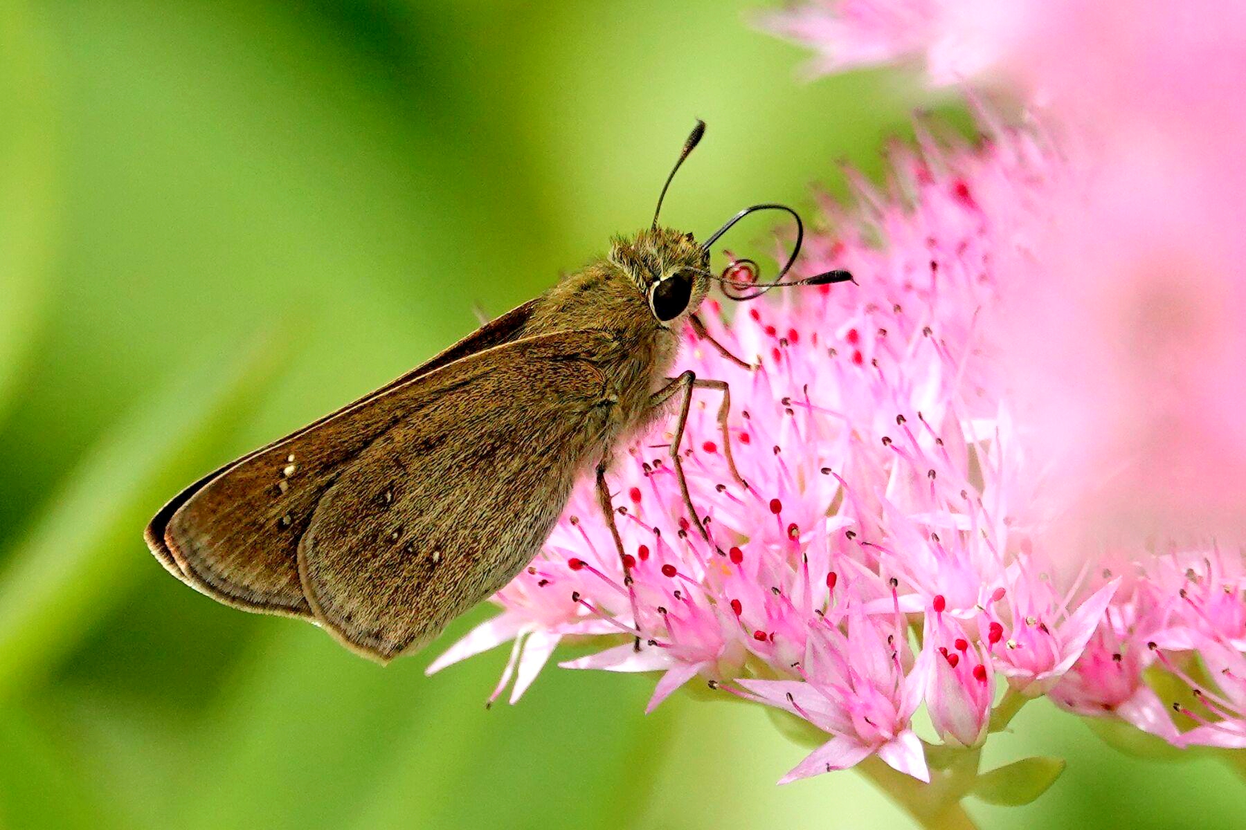 【首发】稻苞虫