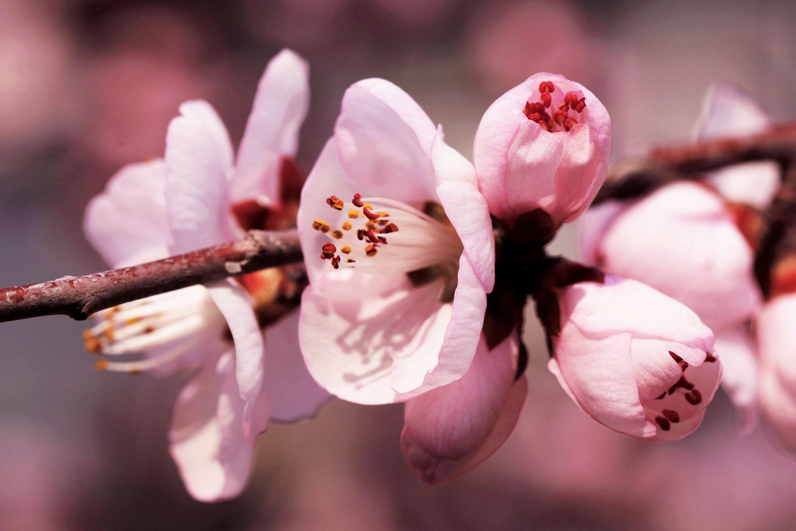 山桃花儿朵朵开