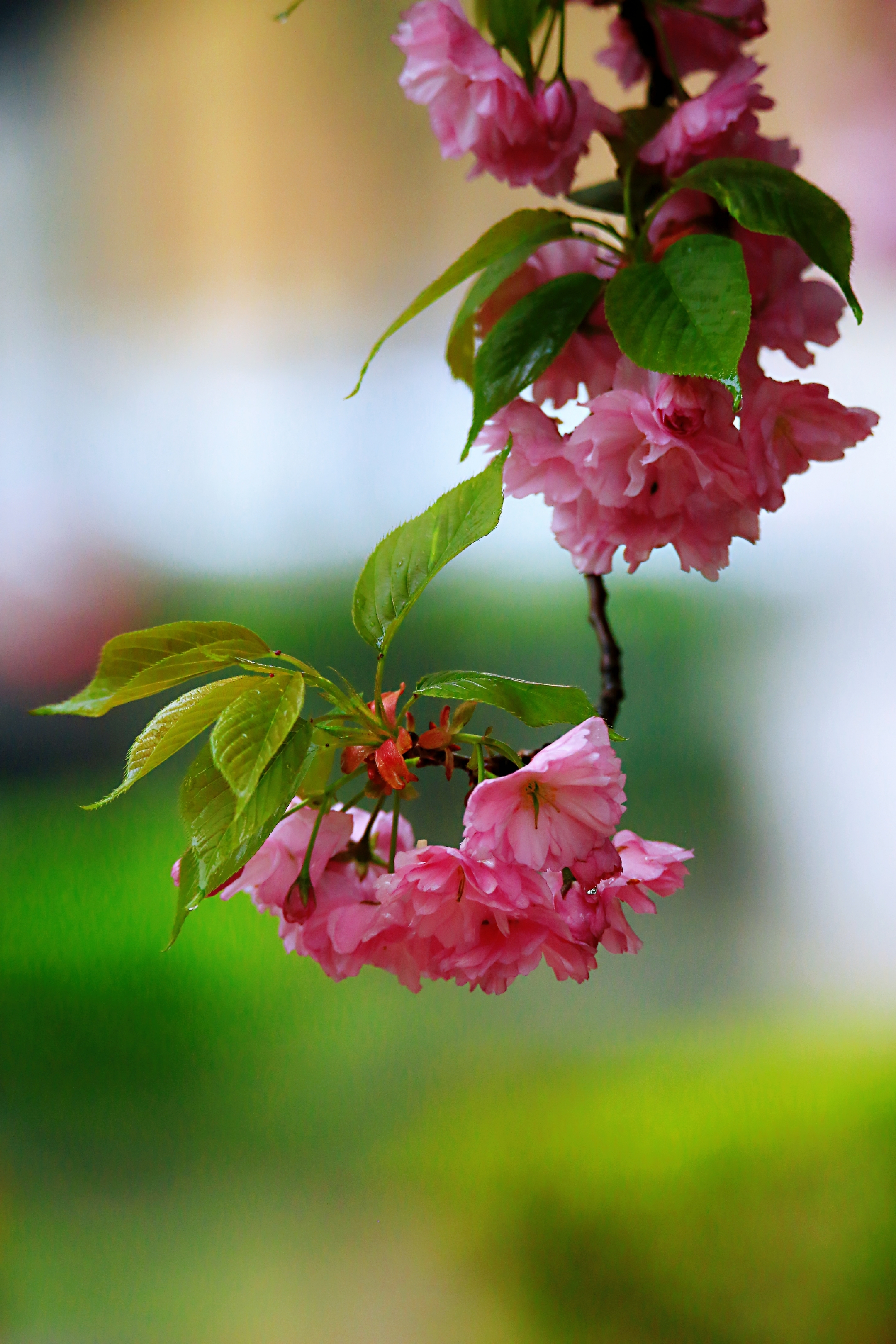 阳春三月,最是红樱绚烂