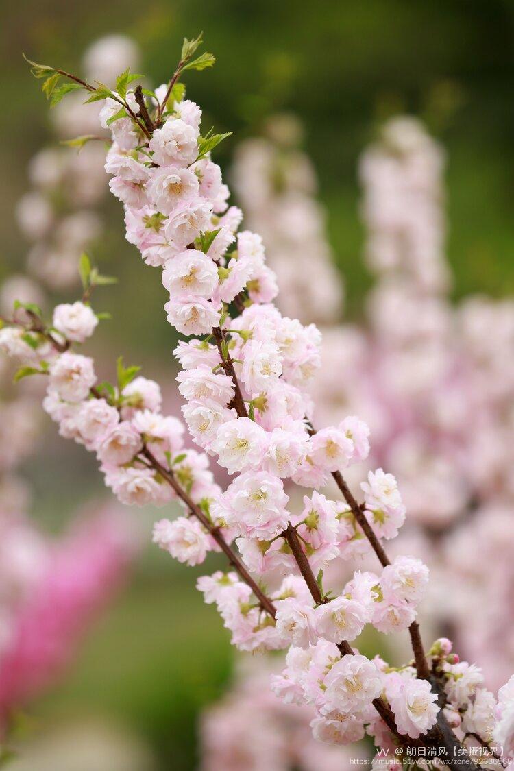 春天里的榆叶梅