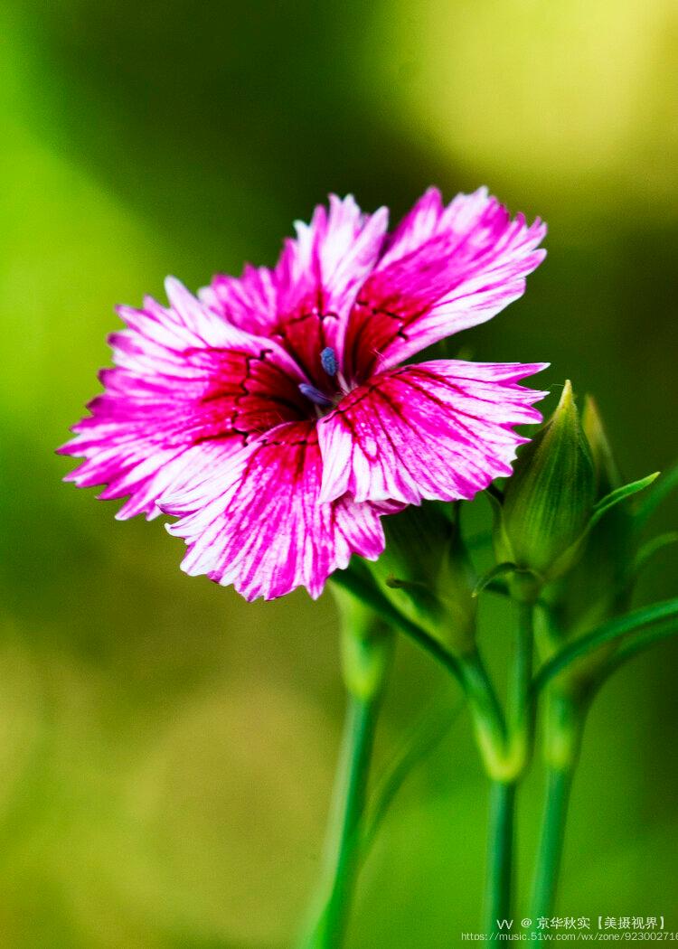 别名:中国沼竹,石竹子花),石竹科石竹属植物.