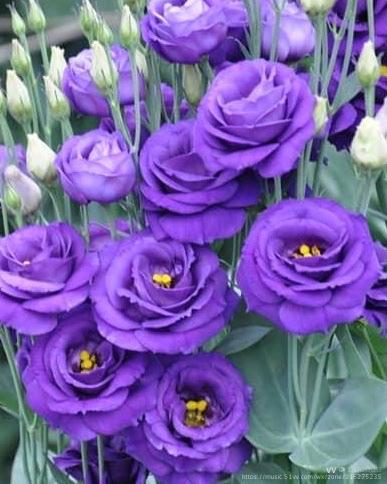 紫色洋桔梗花