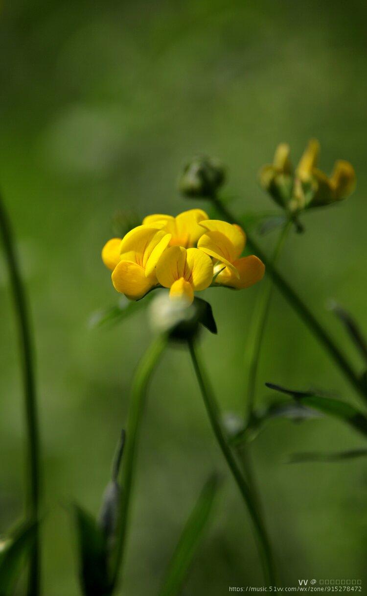 首发再拍百脉根