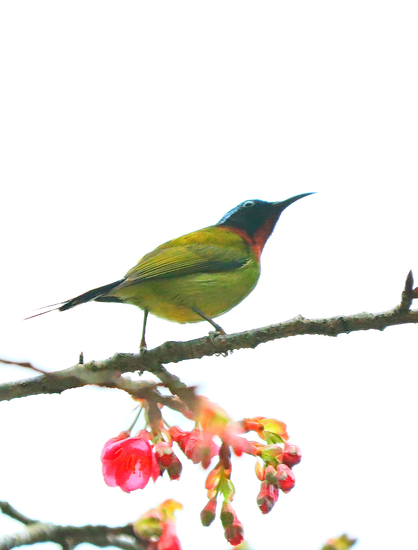 touchii),别称燕尾太阳鸟,是雀形目太阳鸟科一种体型非常小而纤弱的鸟