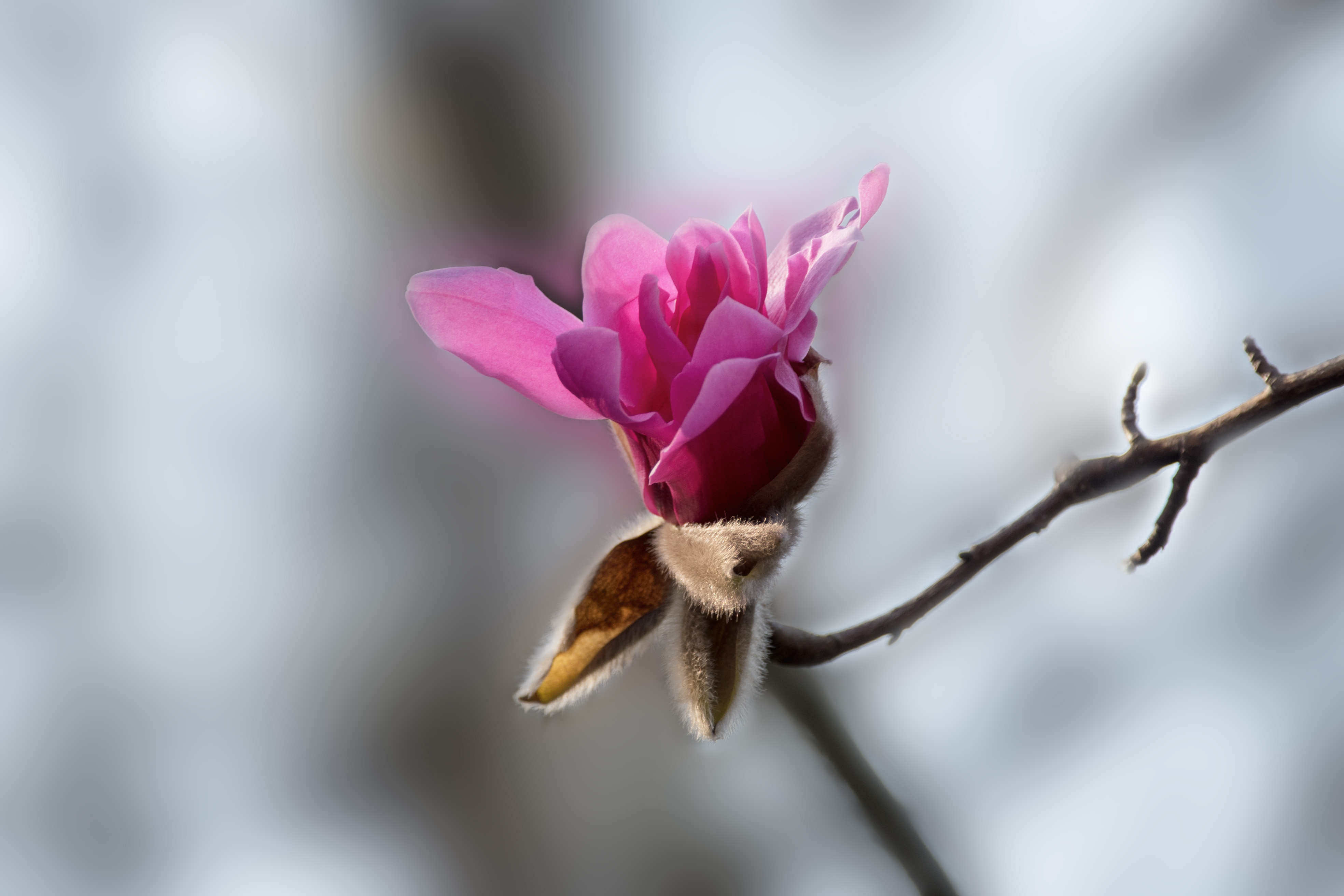 【vv音乐原创首发】 玉兰是我国的传统名花,在我国已有2500多年的栽培