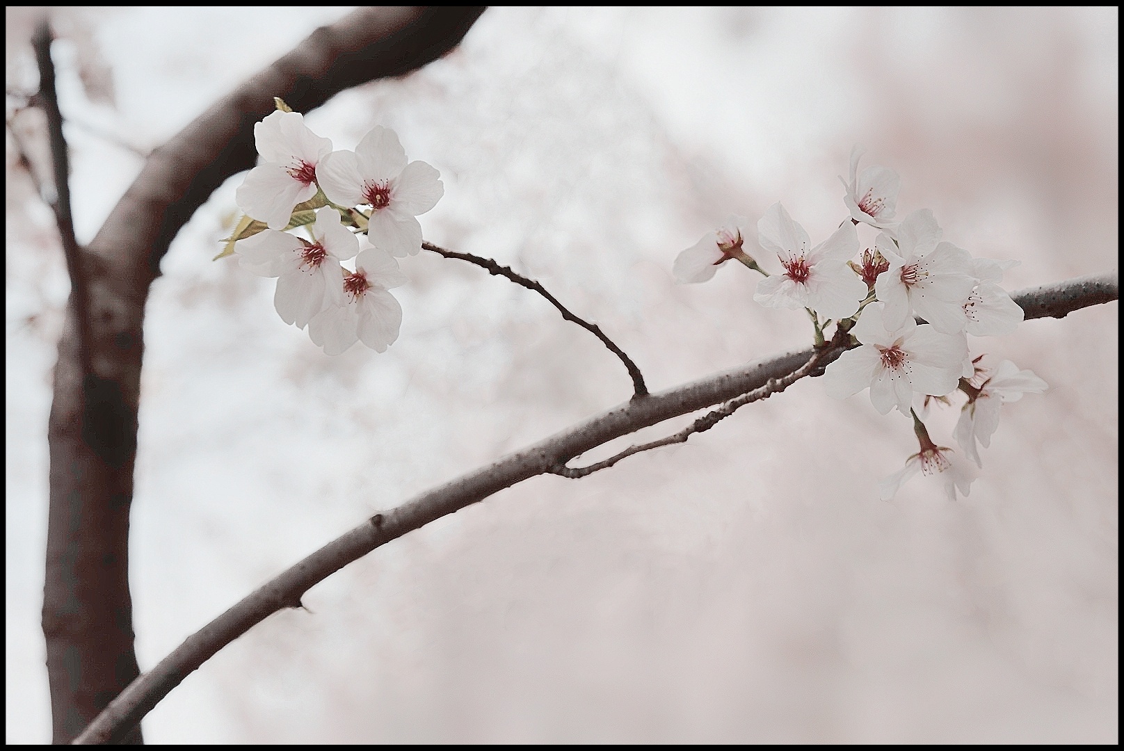 樱花雪