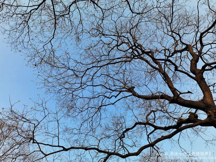 vv首发冬天里的乌桕树