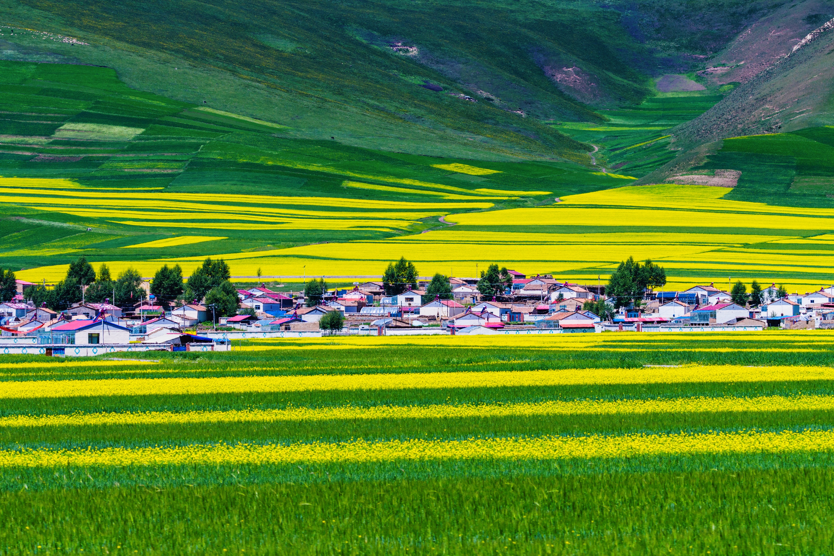 门源油菜花【首发】