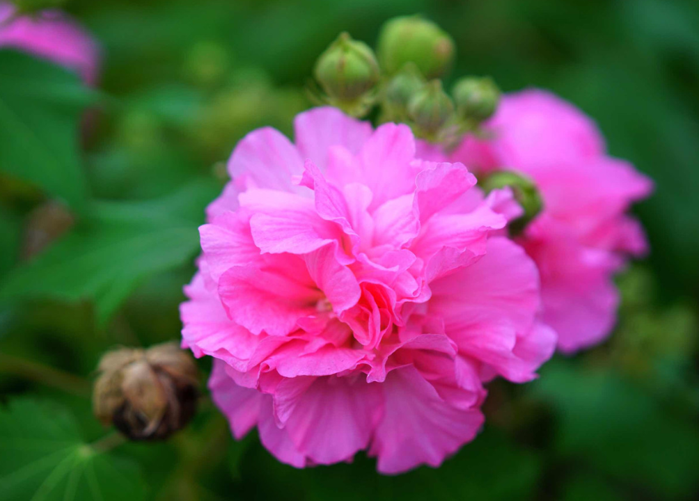 水芙蓉之于夏,木芙蓉之于秋