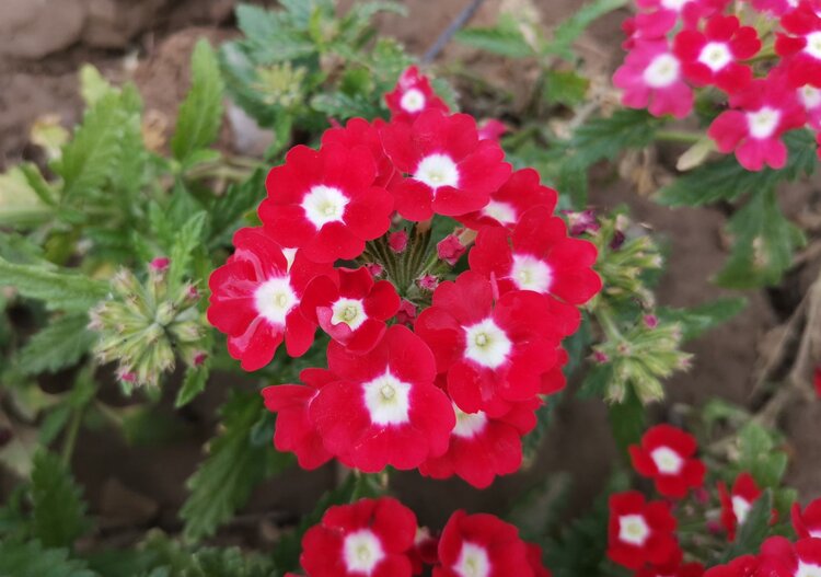 红色美女樱首发手机摄影