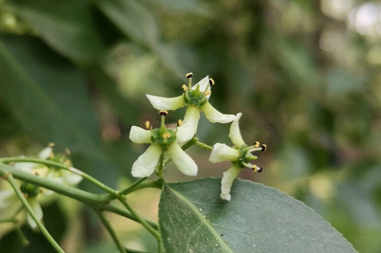 白杜花首发