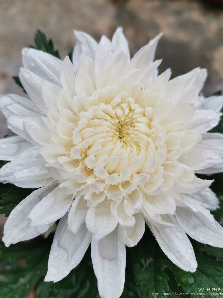 白色菊花种类图片