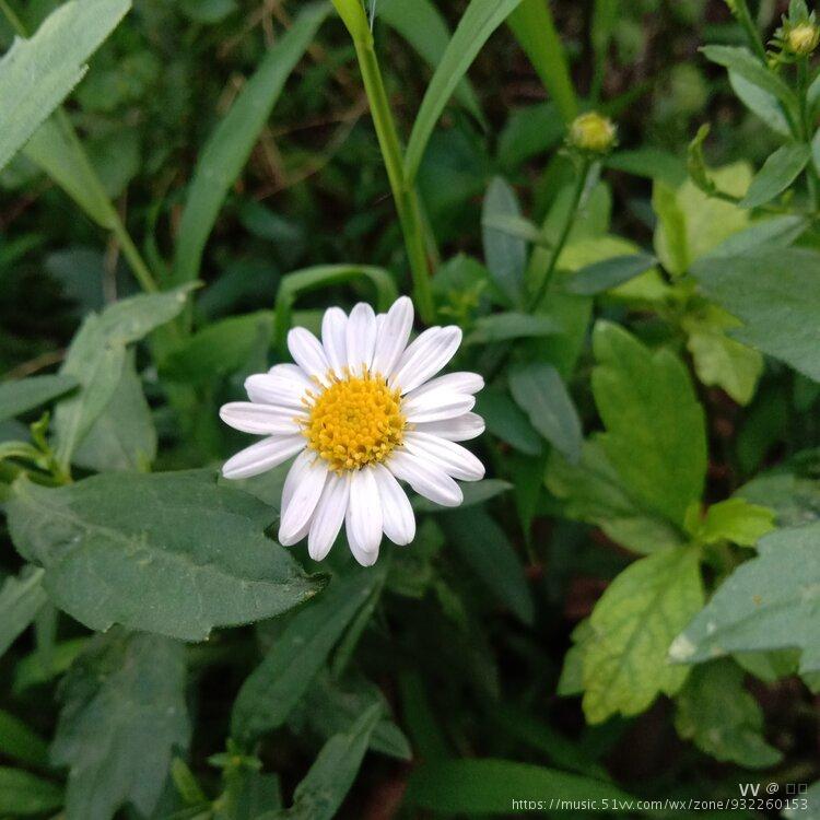 首發路邊菊