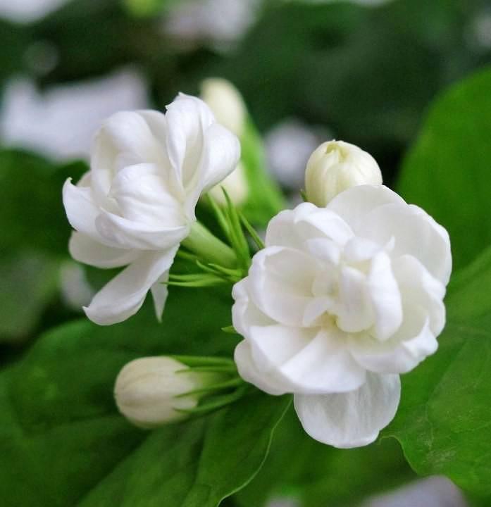 茉莉花香沁小楼