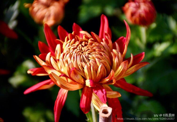 原创首发菊花之金背大红