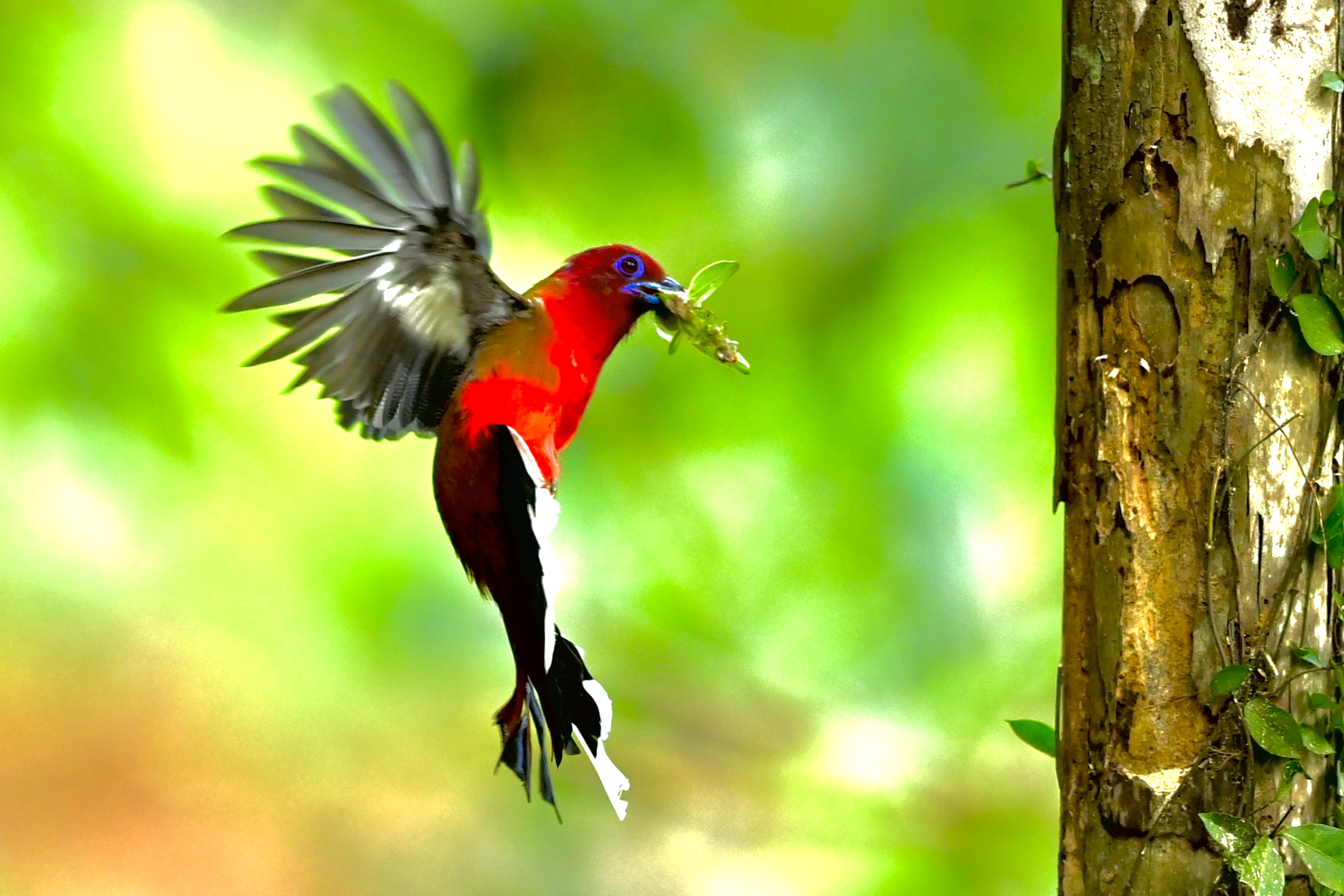 何显杰《红头咬鹃》