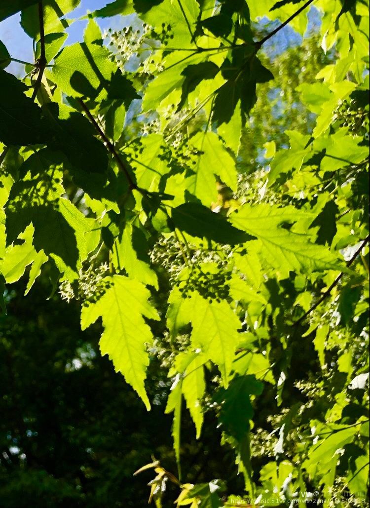 茶条槭花开vv首发
