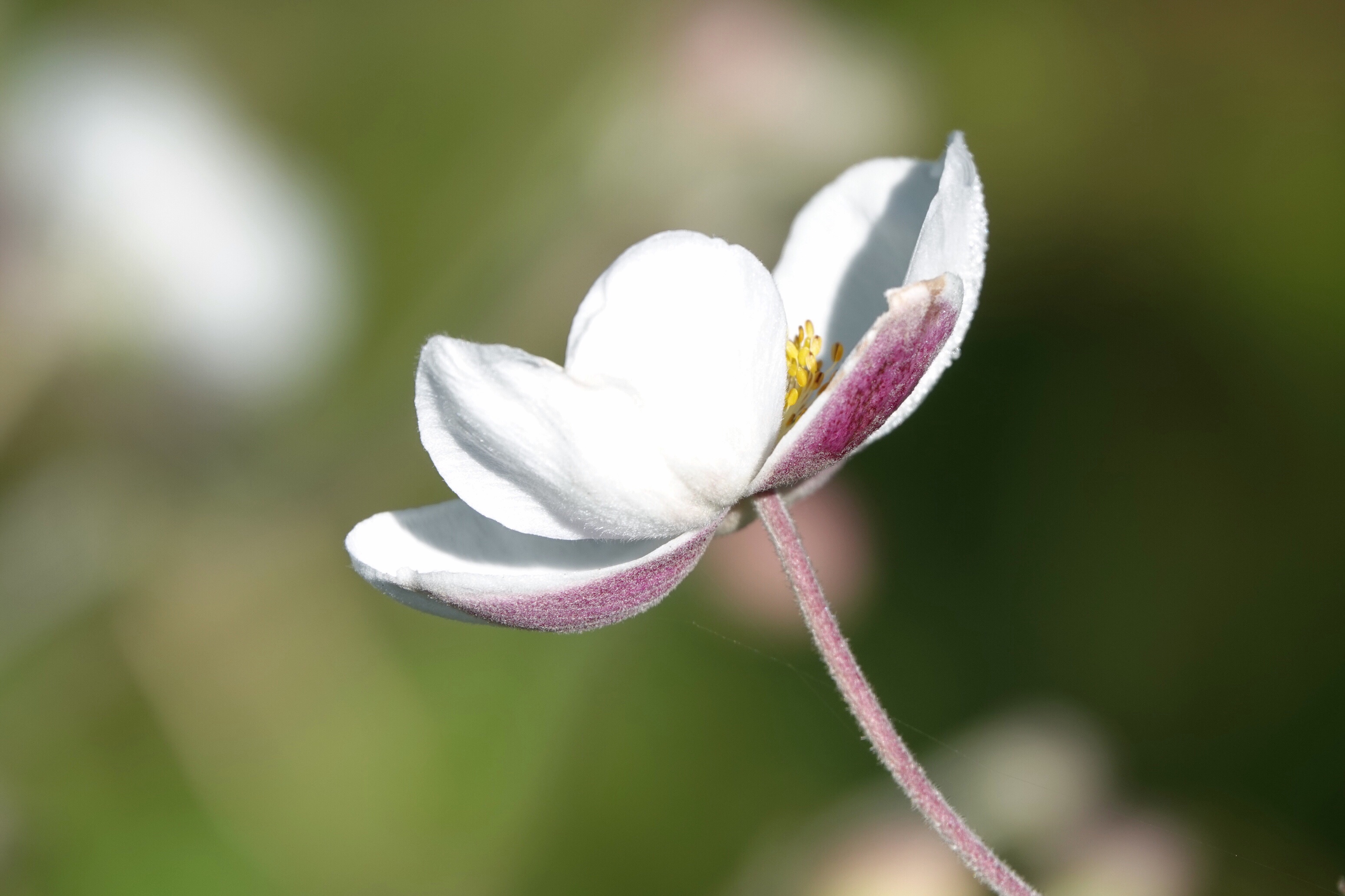 据说野棉花的花朵凋谢后,果实上就会长出白色的绒毛,形似棉花