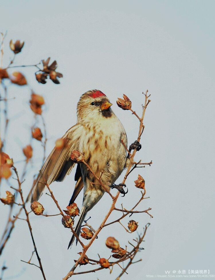 白腰朱顶雀:俗名朱点,朱顶红,苏雀.