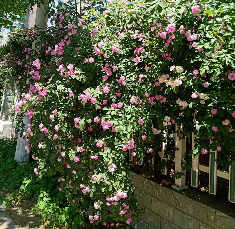 我站在妖娆多姿的蔷薇花下,看花开,听花音,嗅花香,让时光在经典而浪漫