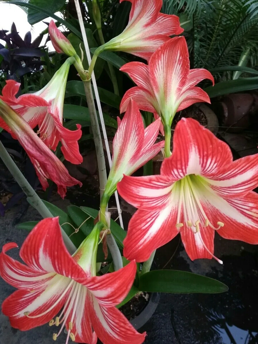 鶴頂紅花】 鶴頂紅花搖曳.無意百花爭麗.