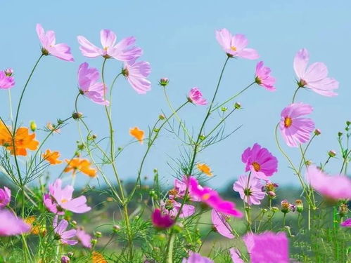 东北的扫帚梅——格桑花【首发】