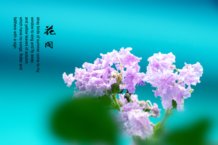 紫薇花獨佔芳菲當夏景