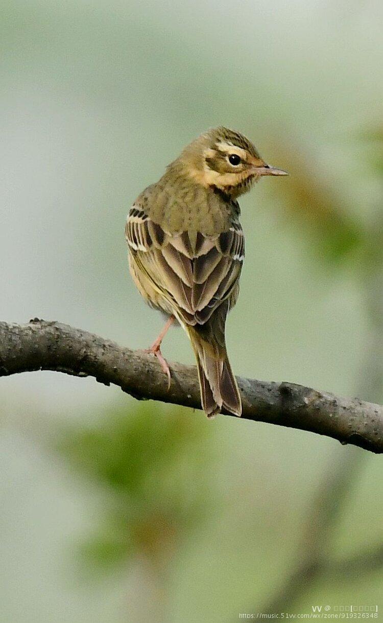 小鸟树鹨【首发】
