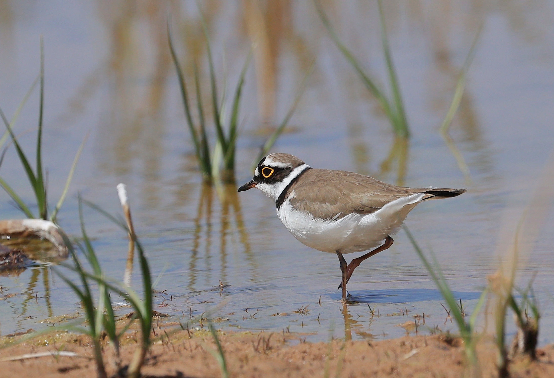 金眶鸻(英文名:little ringed plover,学名:charadrius dubius),是鸻