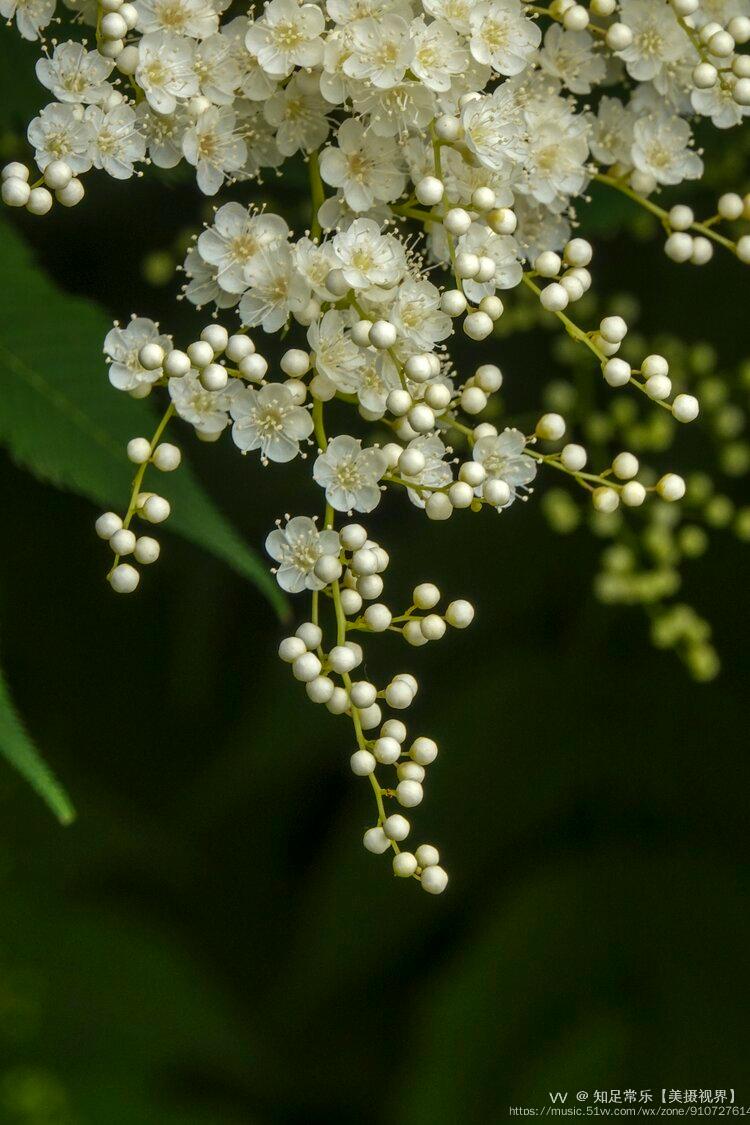 首发珍珠梅一