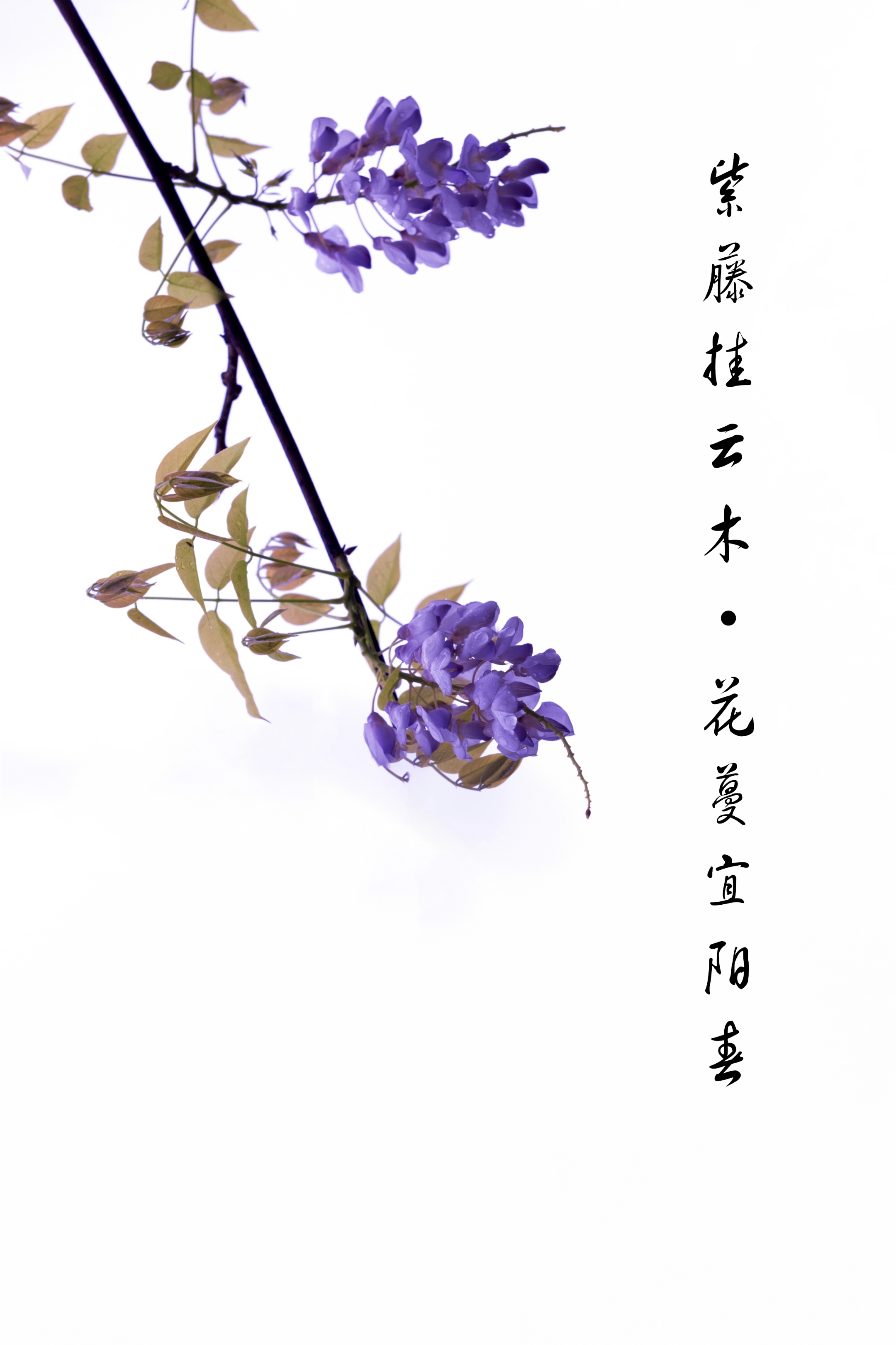 紫藤花游记图片