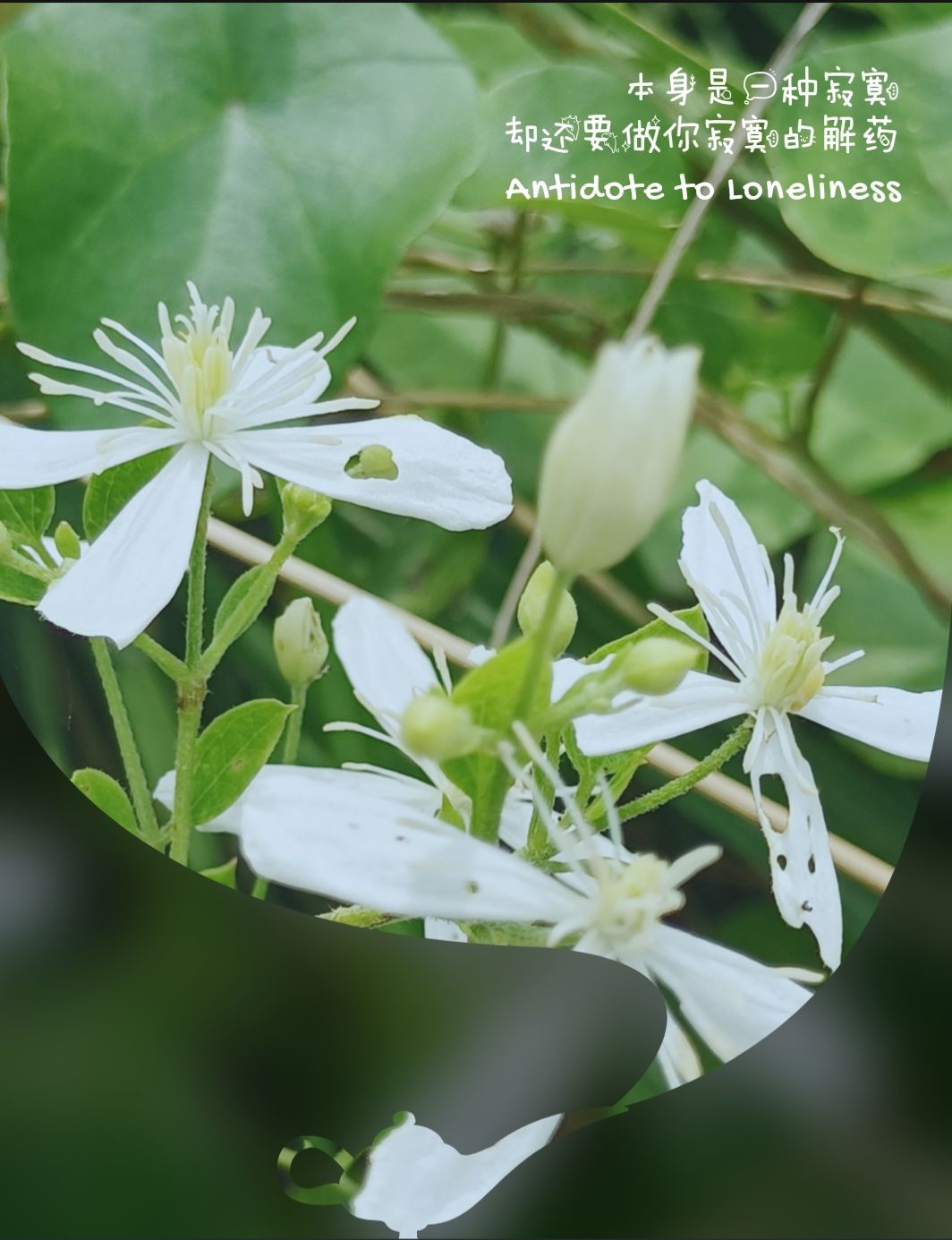 【首发】威灵仙