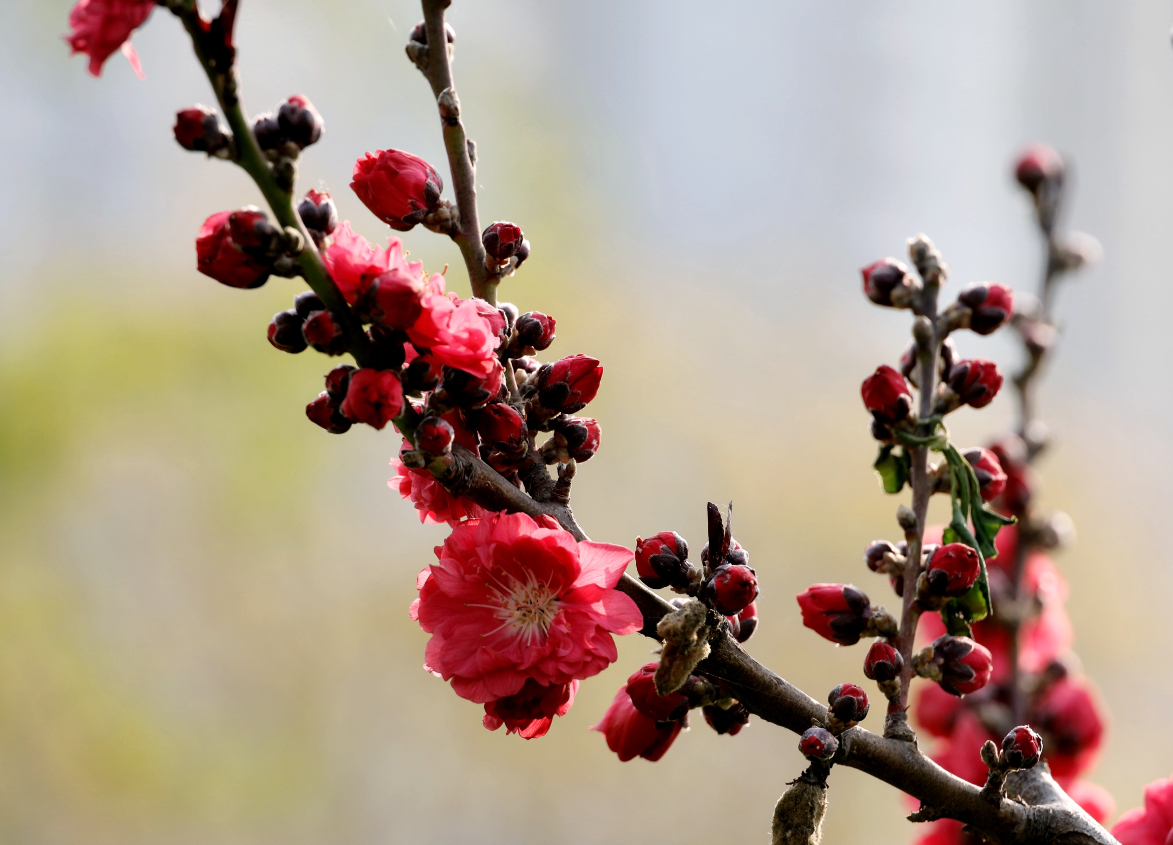 【首發】紅花碧桃