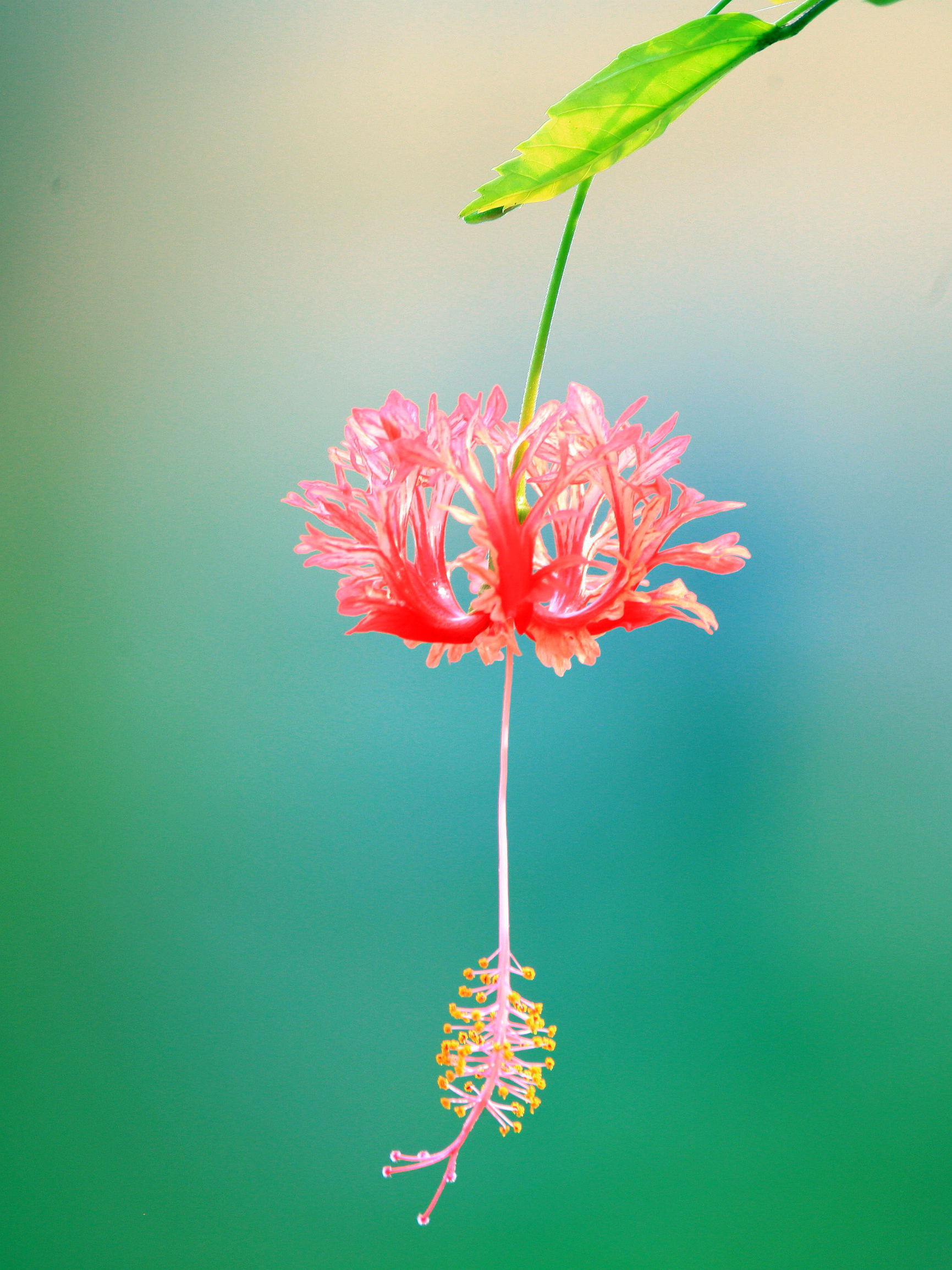 聂东《一花一世界》