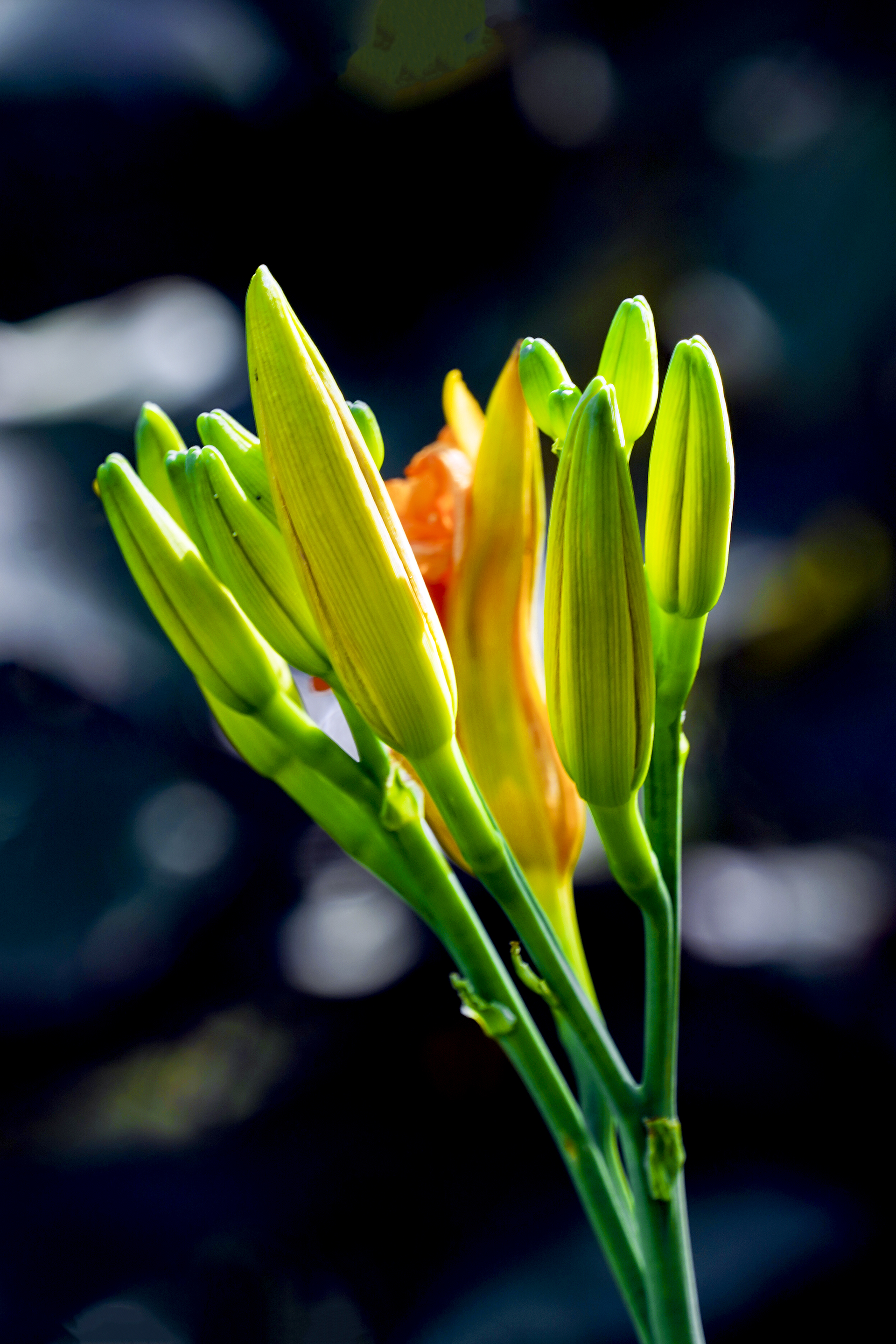 【首发】重瓣萱草花(2)