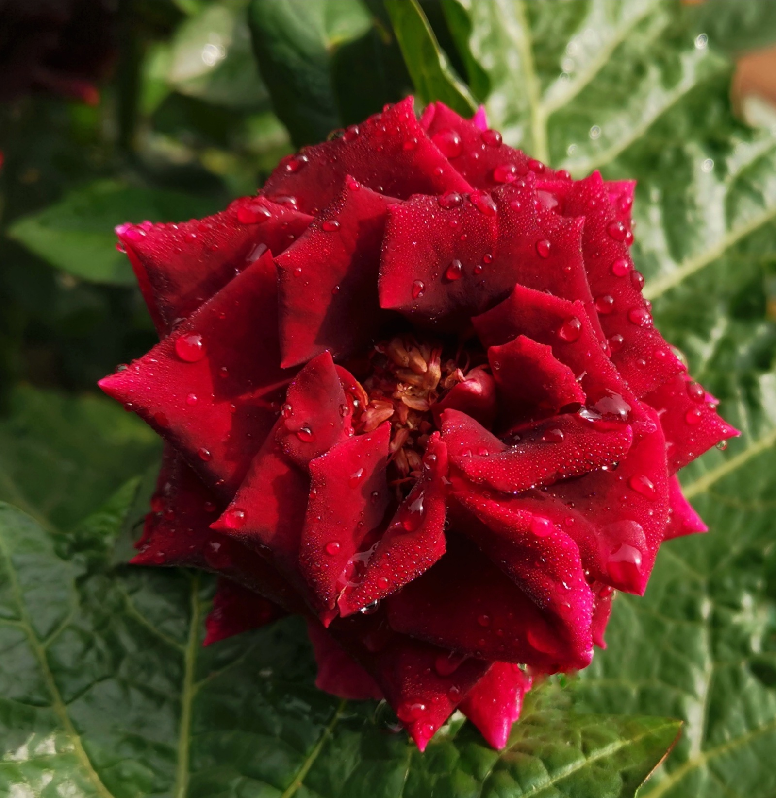 最喜月季日日新