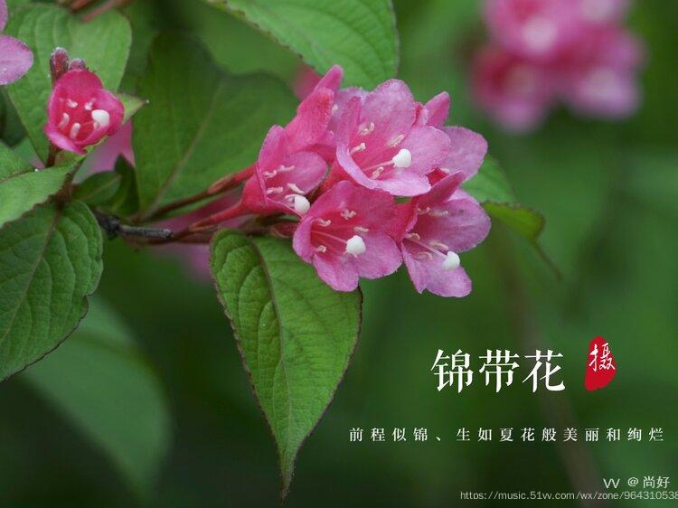 锦带花