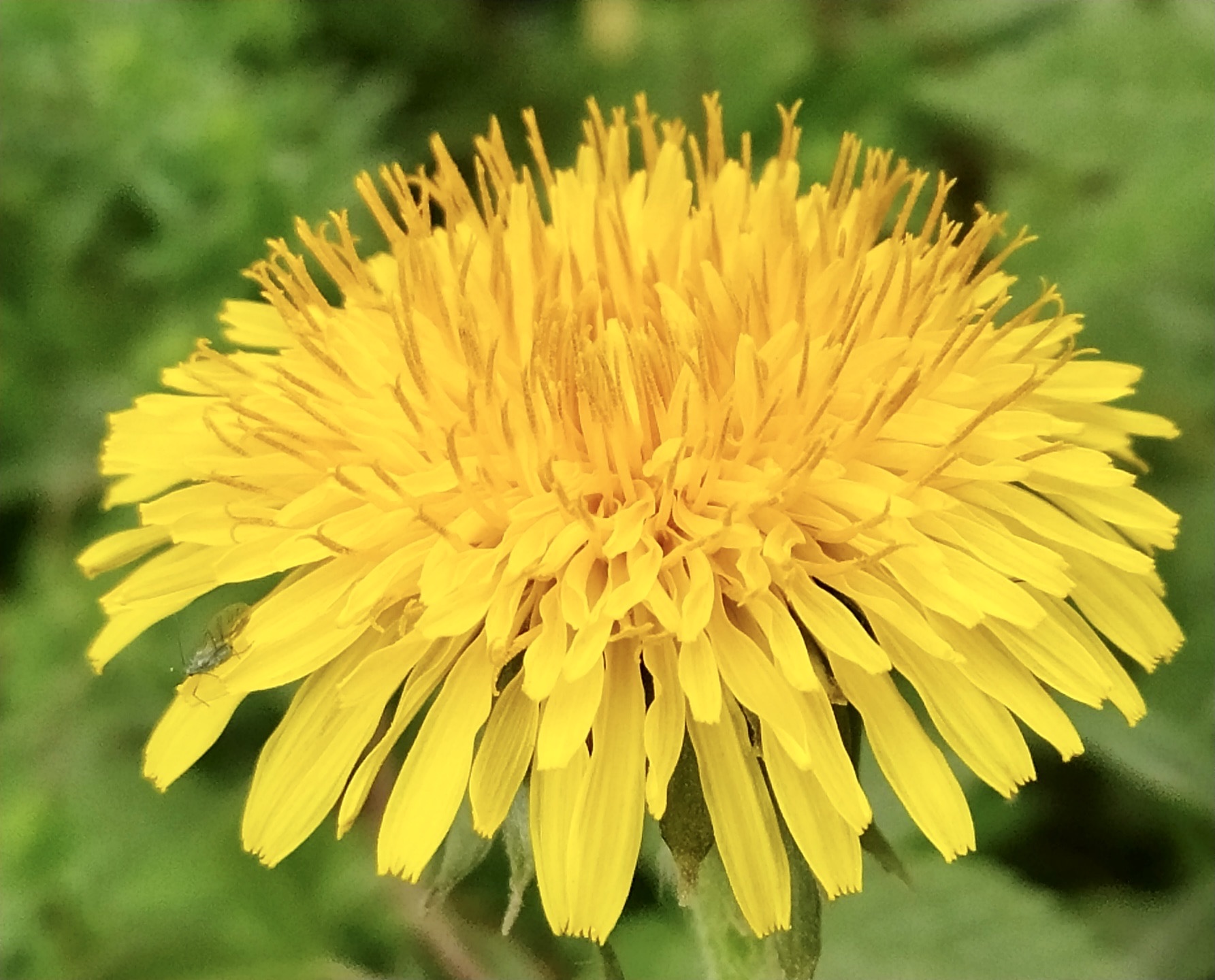 [首发]蒲公英花