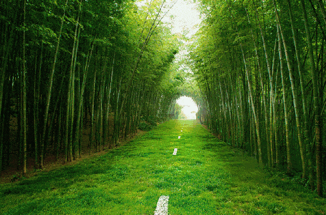 竹林动态壁纸自然图片