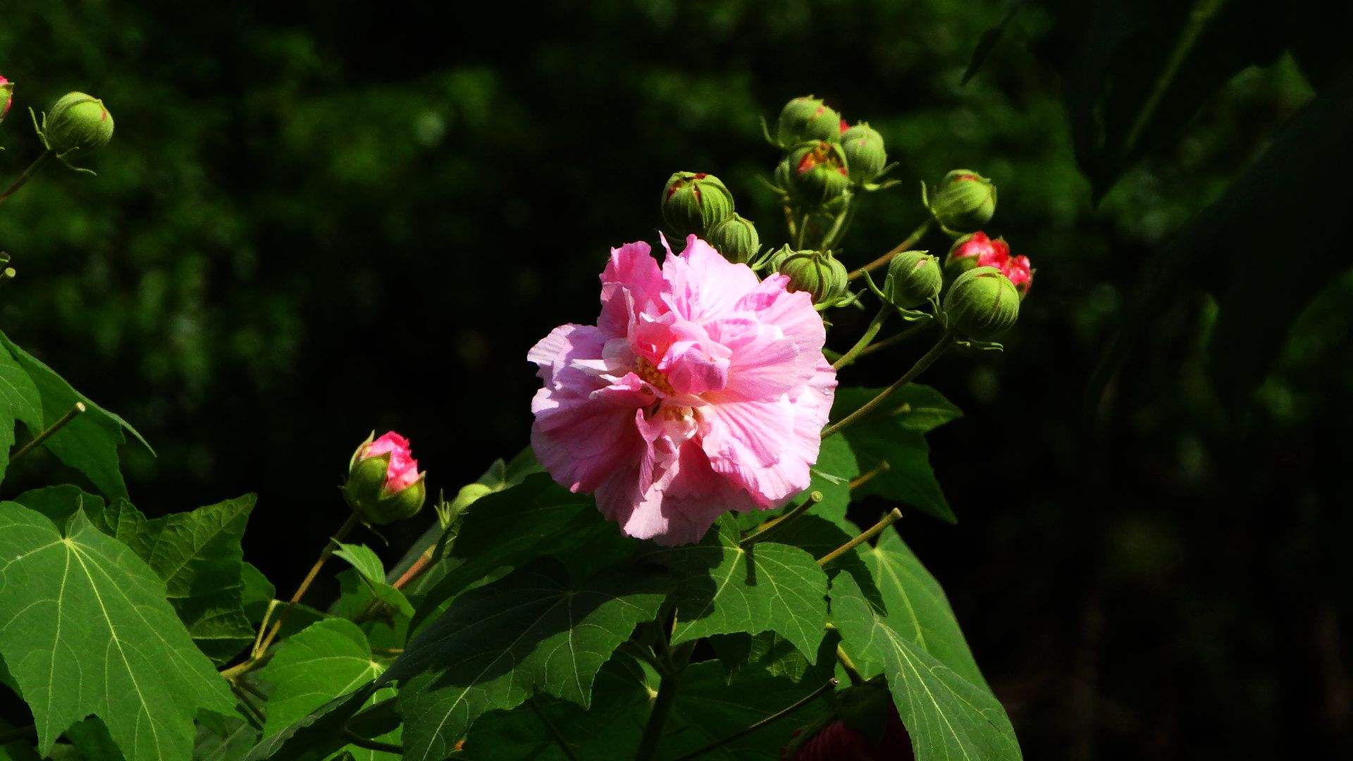 水芙蓉之于夏,木芙蓉之于秋