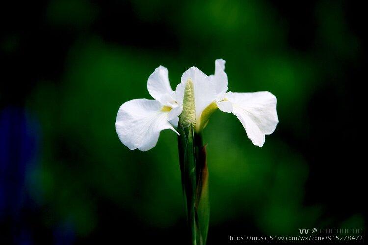 首发白色花菖蒲