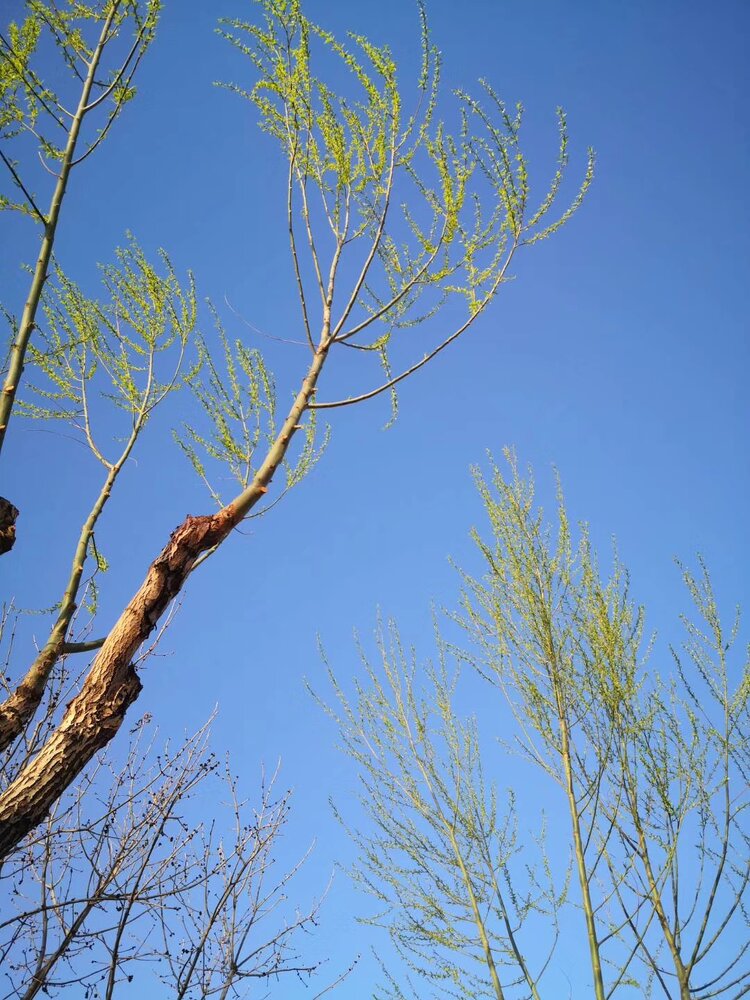 东风梳翠柳感受春的临近首发