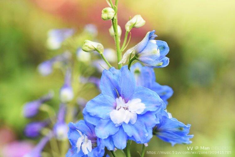 首发有一种蓝叫飞燕草蓝