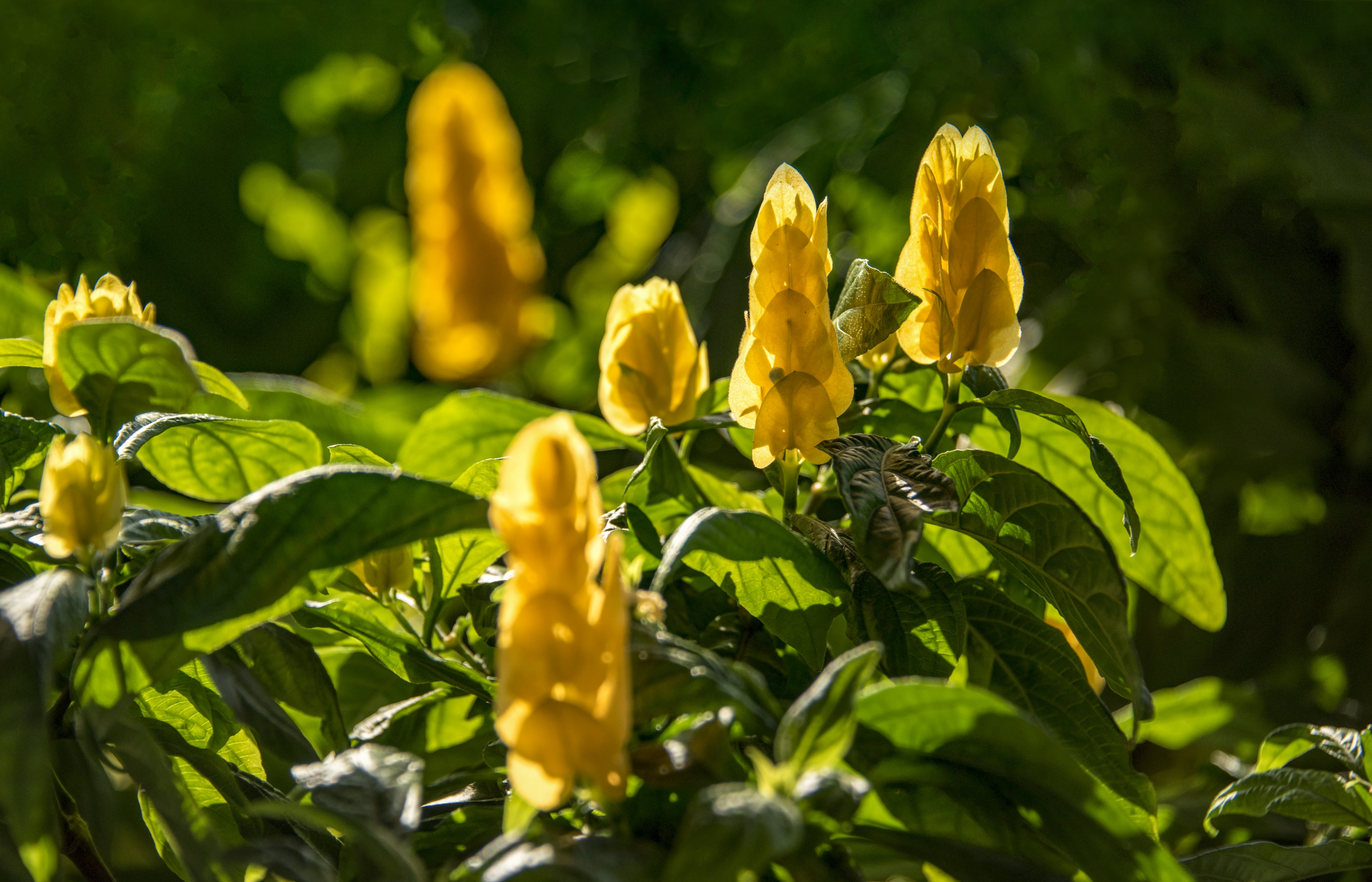 闪光的金苞花【首发】