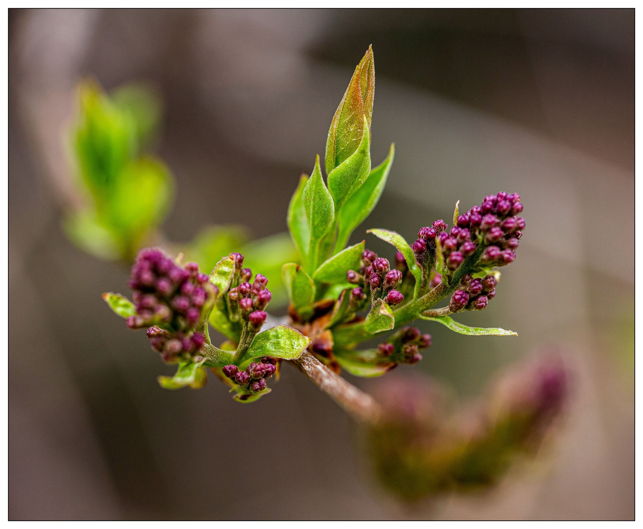 【Ⅴv首发】金银忍冬花蕾簇拥枝头