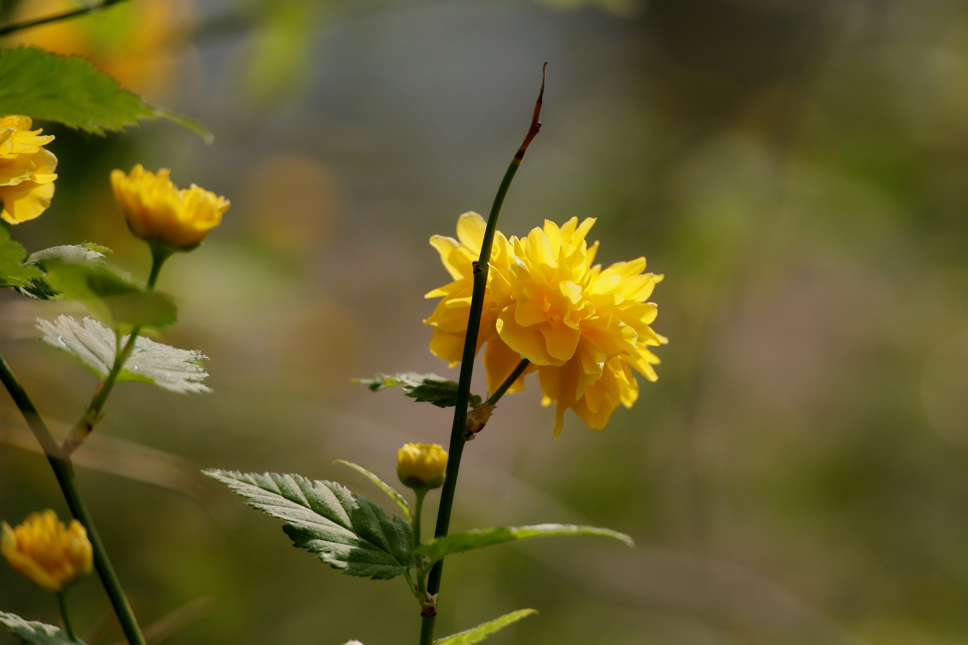 叶卵形或三角形,先端渐尖,基部截形或近圆形,边缘有重锯齿,上面无毛或