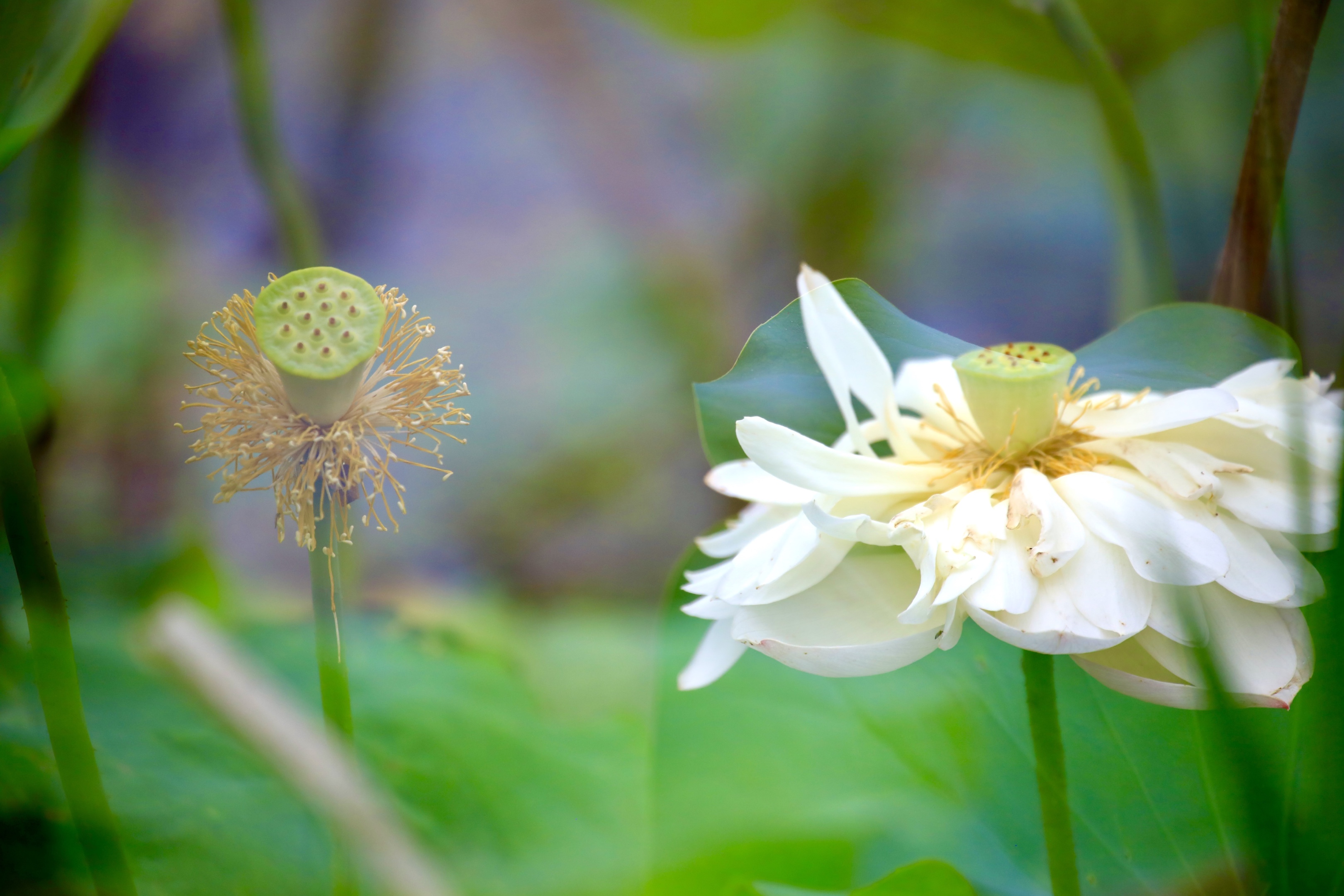 风摆荷叶催花开