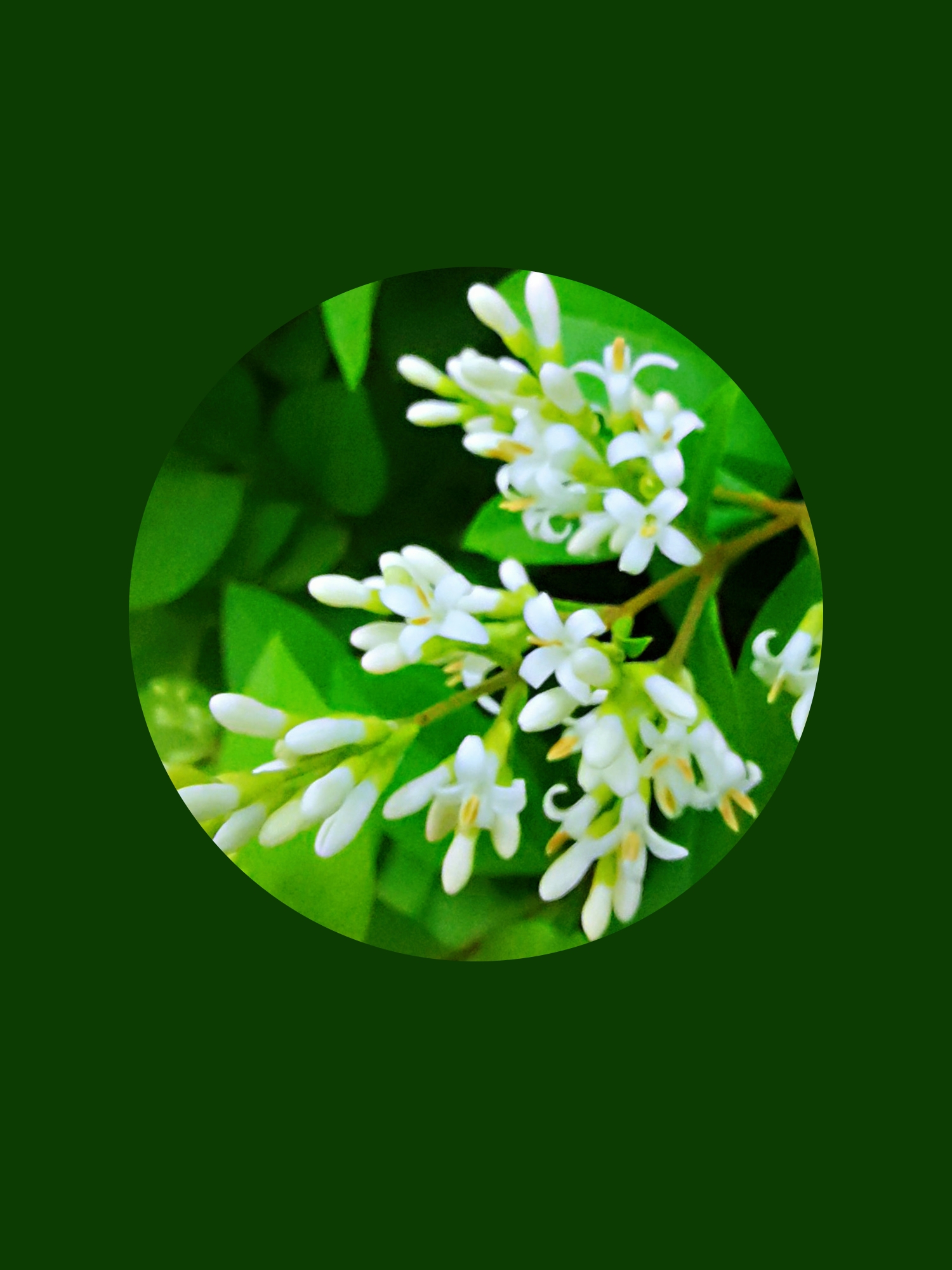 rehder)是木犀科女贞属植物,金叶女贞的叶子为绚丽的金黄色,花