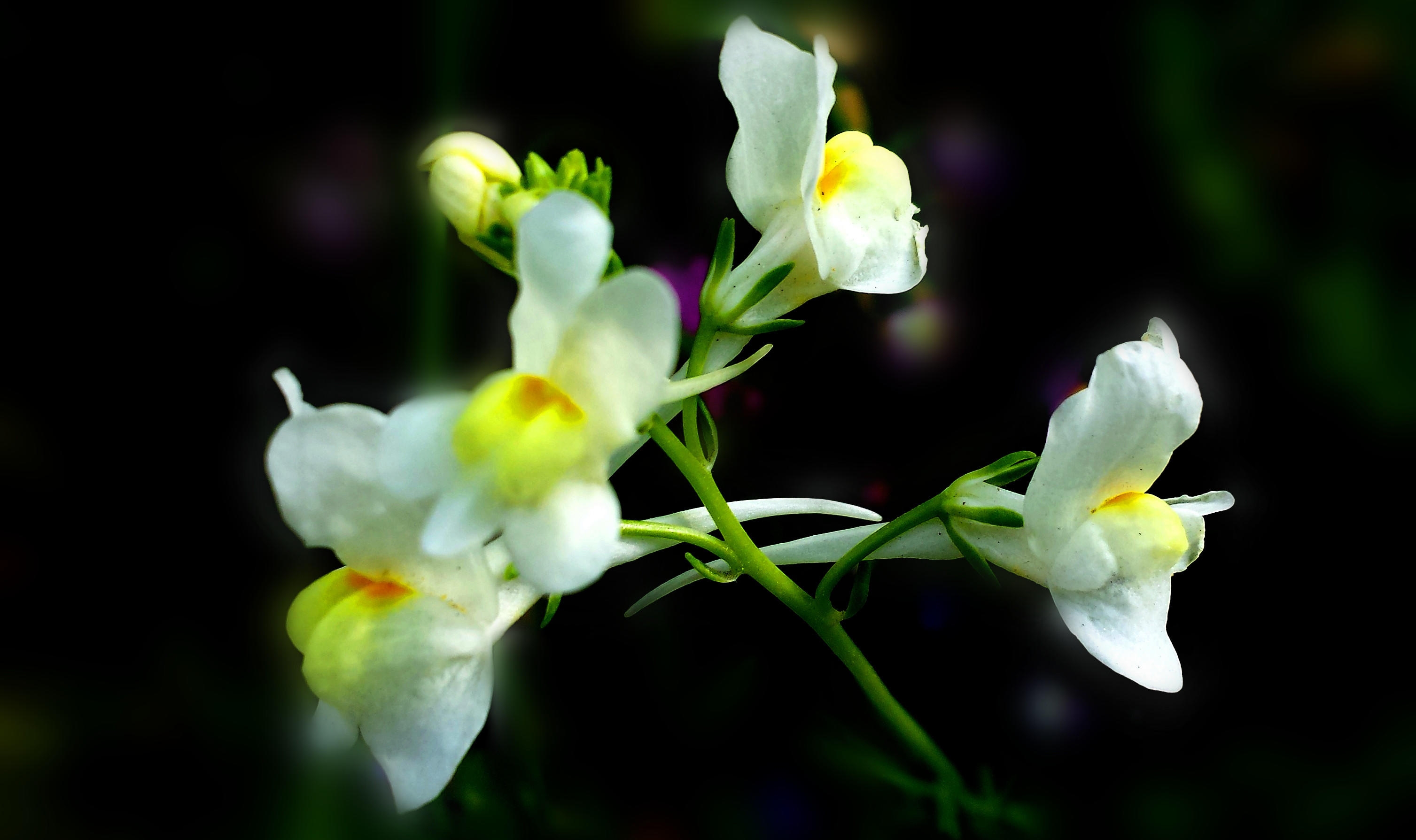 色彩斑斓的柳穿鱼