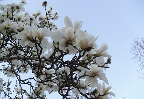 蝶恋花木兰花开